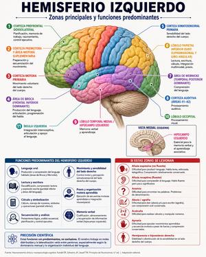 Infografía: Hemisferio izquierdo